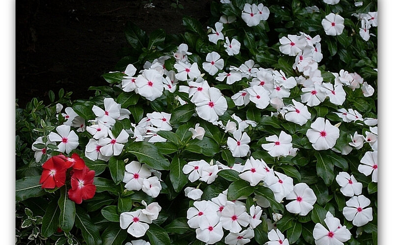 white and red flowers in garden