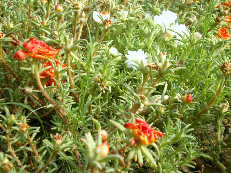 White and red flowers in green foliage
