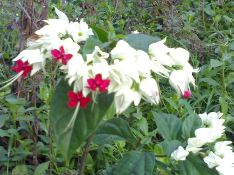 White and Red Flowers — Natural