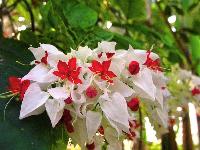 White and Red Flowers — Serene, Afternoon