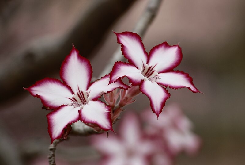 White and Red Flowers — Serene, Photograph, Branch