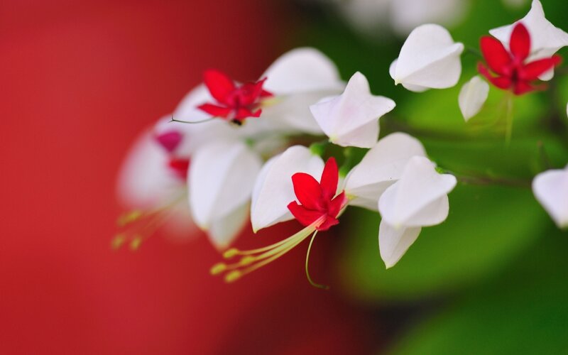 White and Red Flowers — Serene, Photograph, Green Leaves, Red Background
