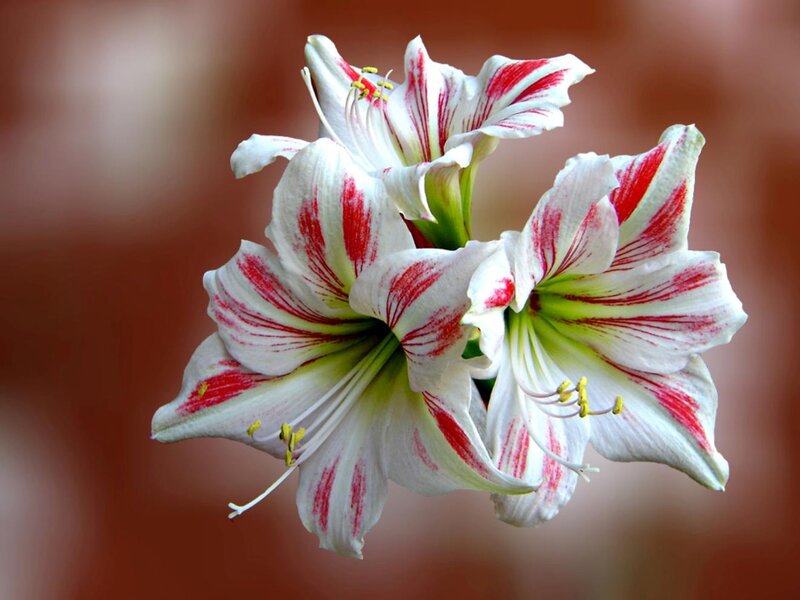 White and Red Flowers — Serene, Photograph