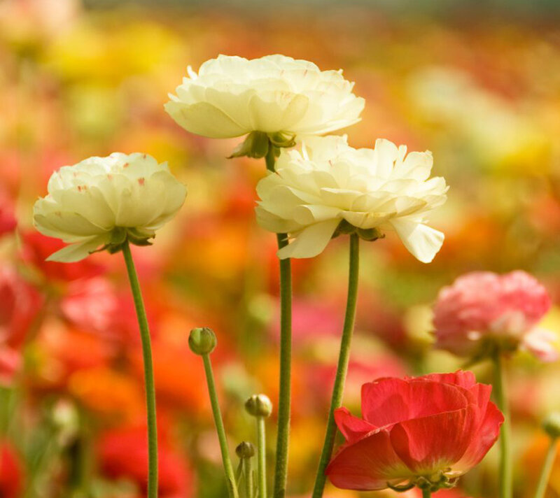 White and Red Flowers — Serene