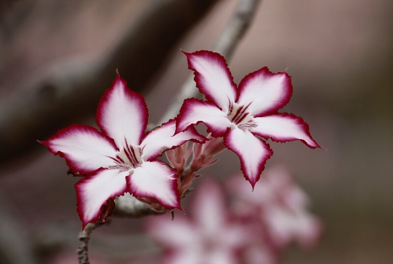 White and red flowers