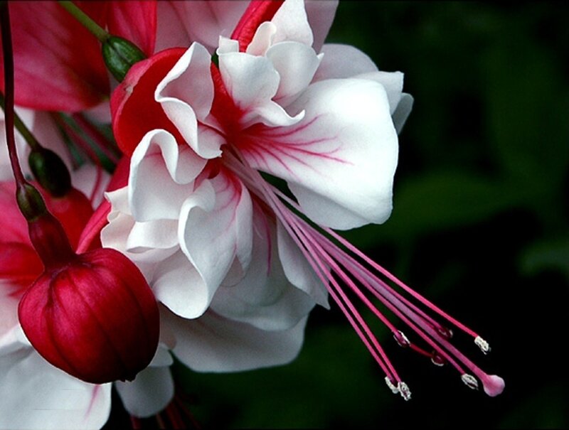 White and Red Fuchsia Flower