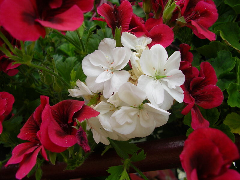 White and Red Geraniums — Natural