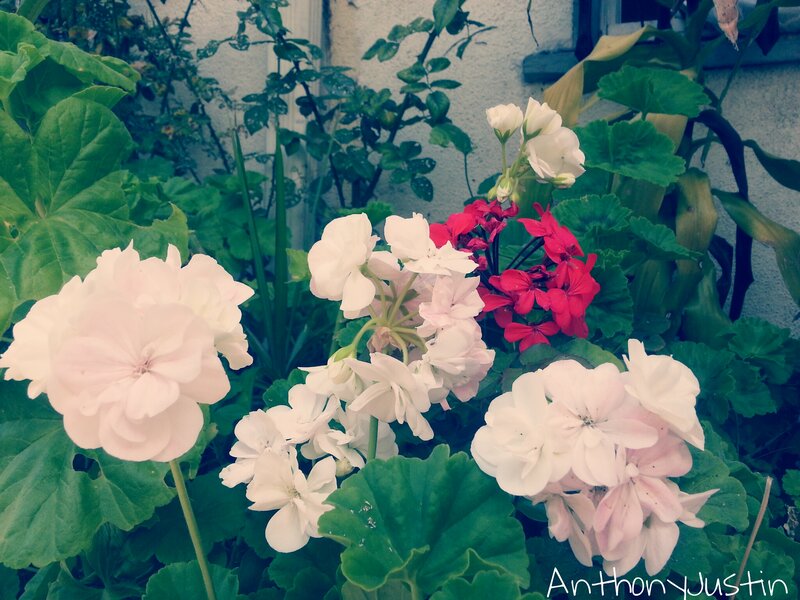 White and Red Geraniums