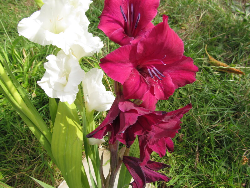 White and Red Gladiolus Flowers