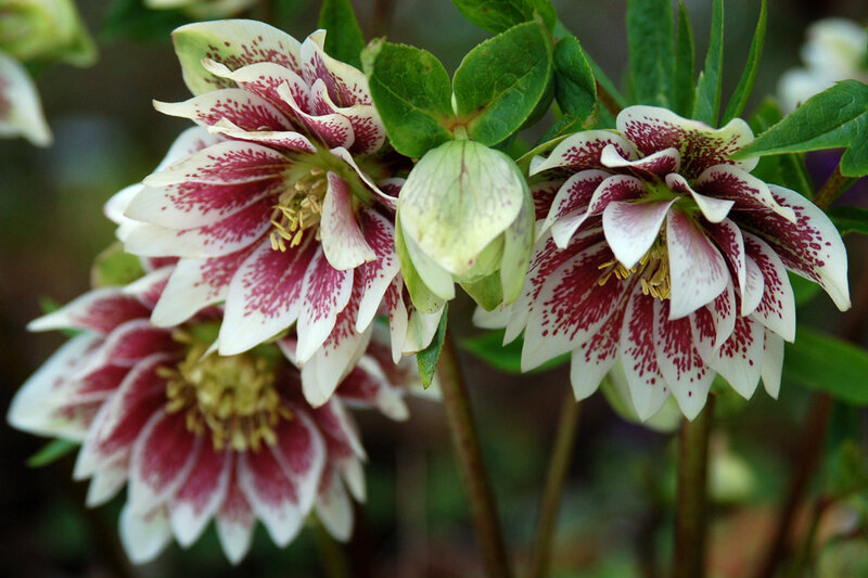 White and Red Hellebore Flowers
