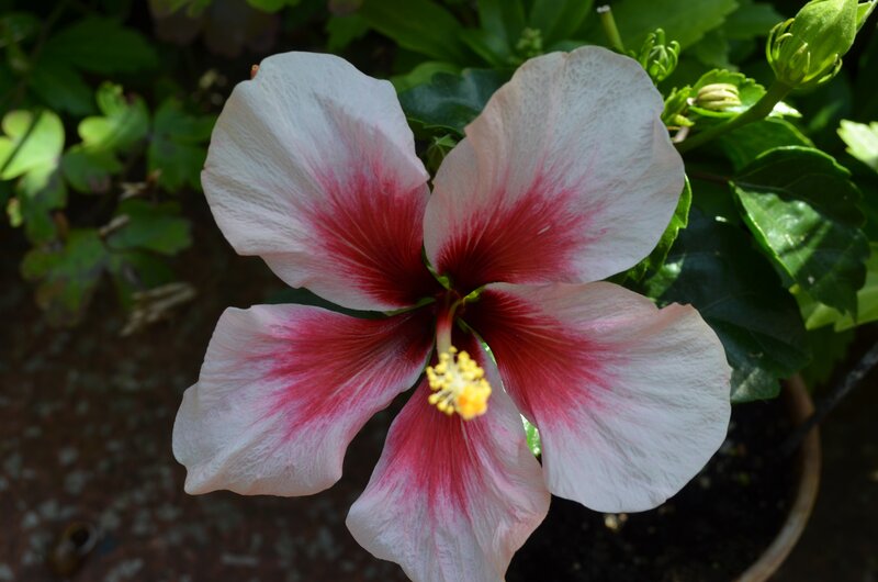 White and Red Hibiscus Flower