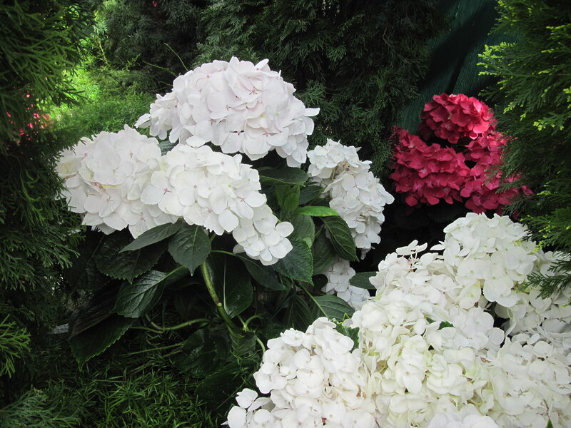 White and Red Hydrangeas — Serene