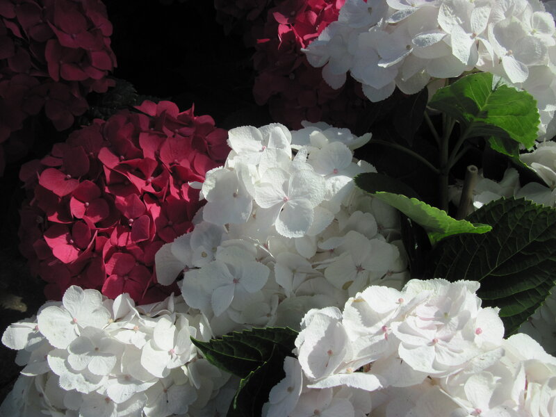 White and Red Hydrangeas