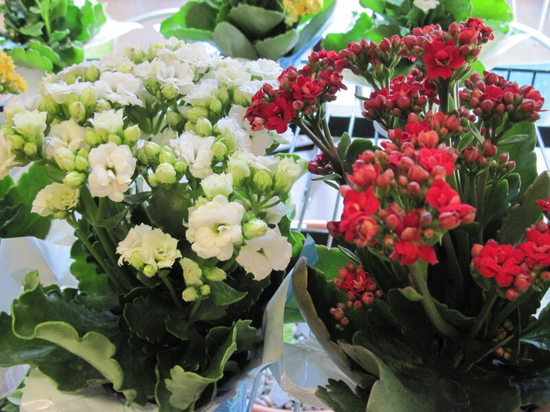 White and Red Kalanchoe Plants