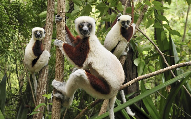White and Red Lemurs — Green