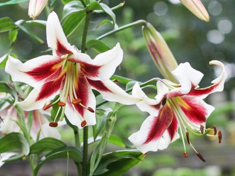 White and Red Lilies