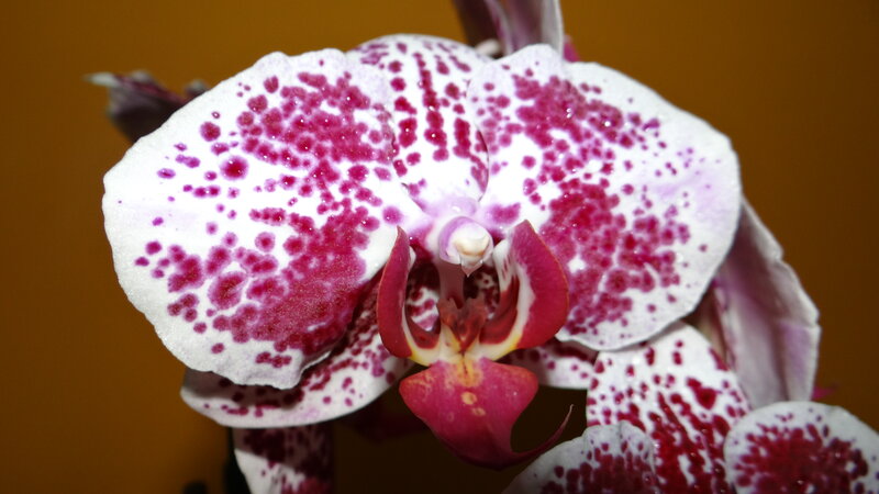 White and Red Orchid — Calm, Photograph