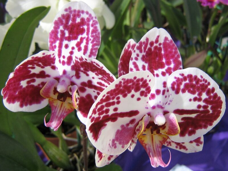 White and Red Orchid — Calm