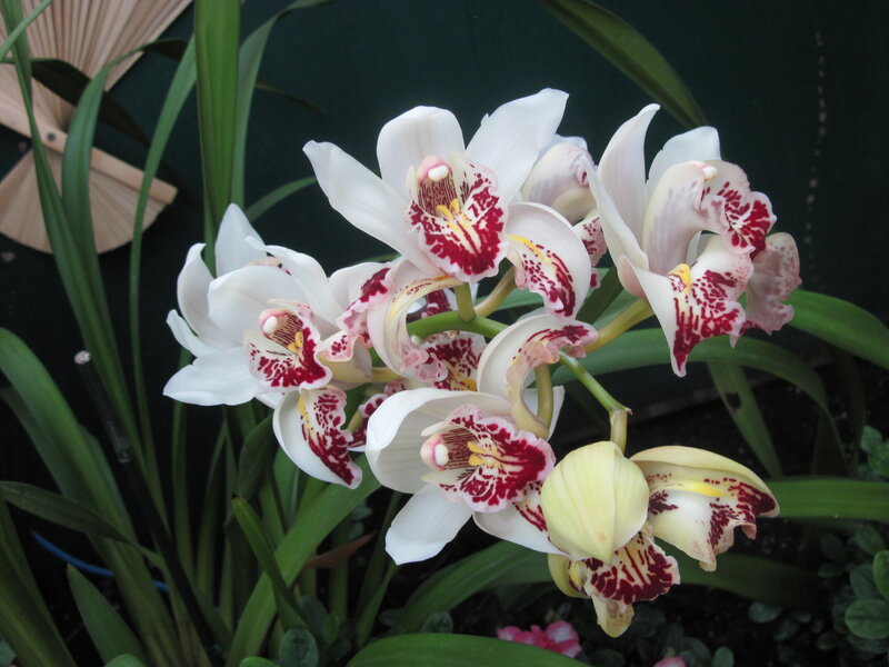 White and Red Orchid Flowers