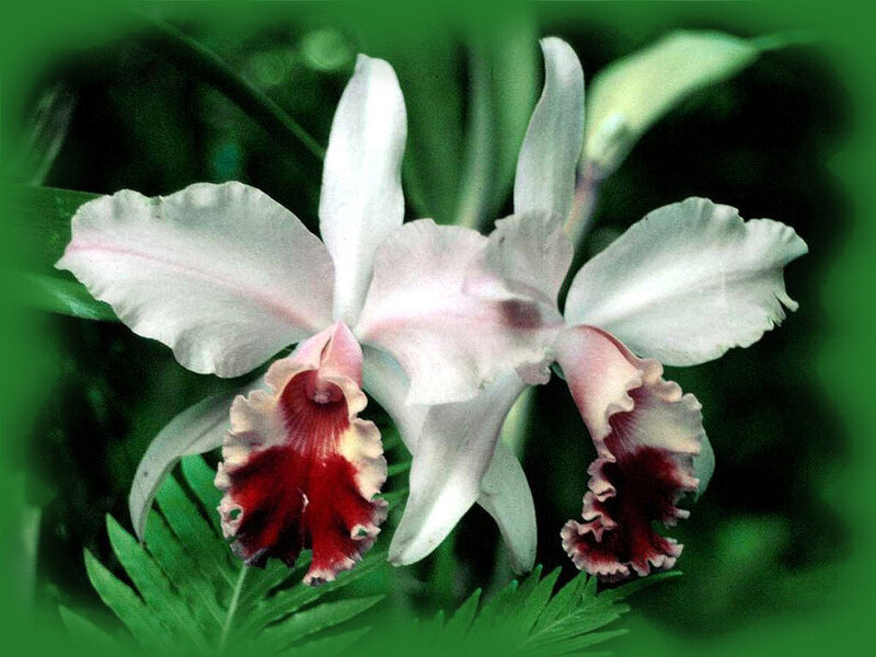 White and Red Orchid