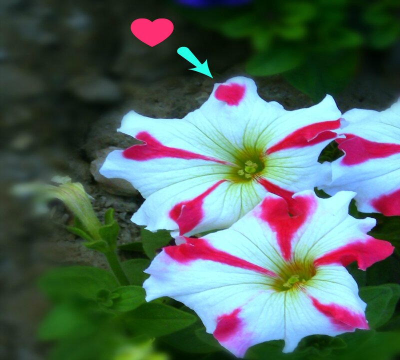 White and Red Petunia Flowers — Calm