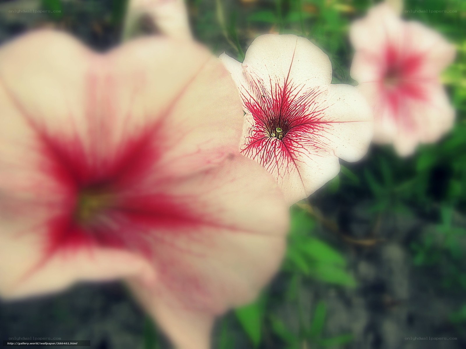 White and red petunia flowers