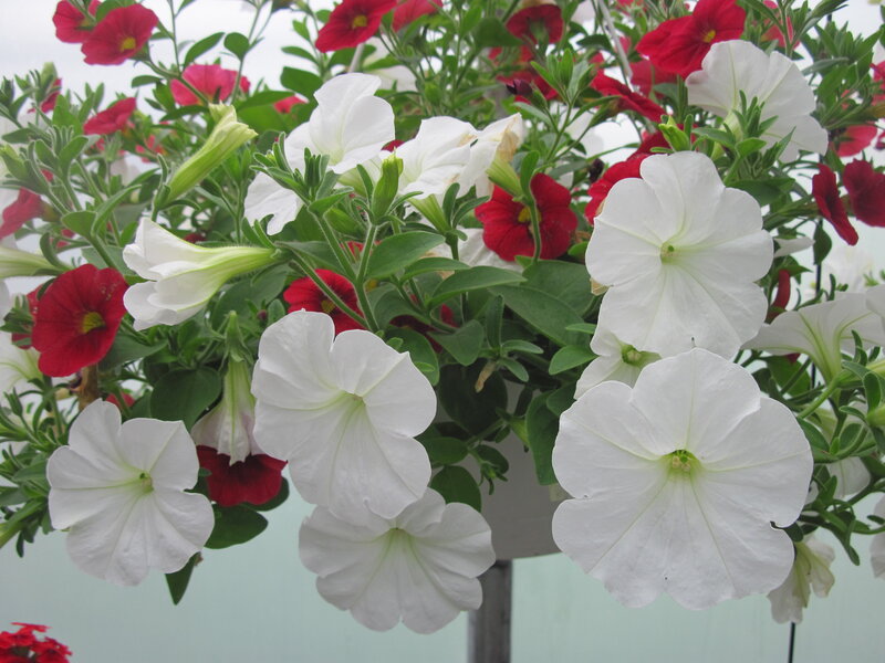 White and Red Petunias — Calm