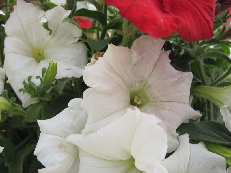 White and Red Petunias