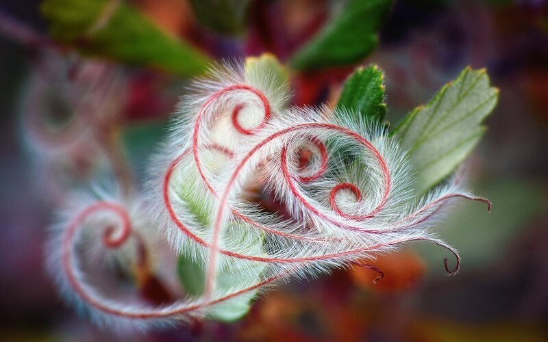 White and Red Plant Tendrils