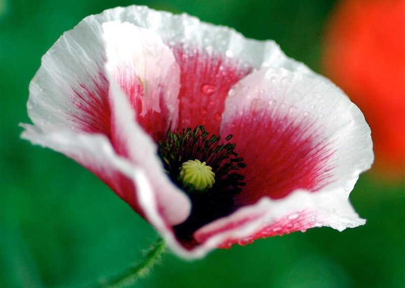 White and red poppy flower