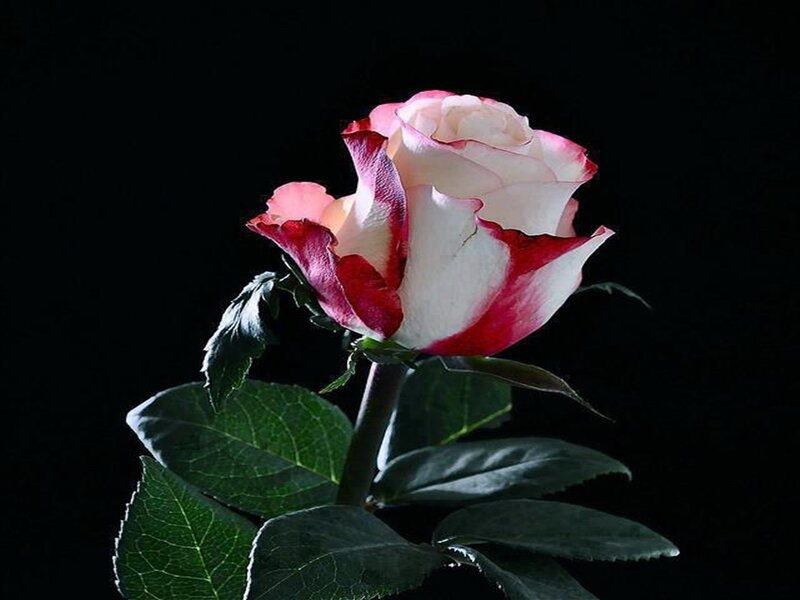 White and Red Rose — Black
