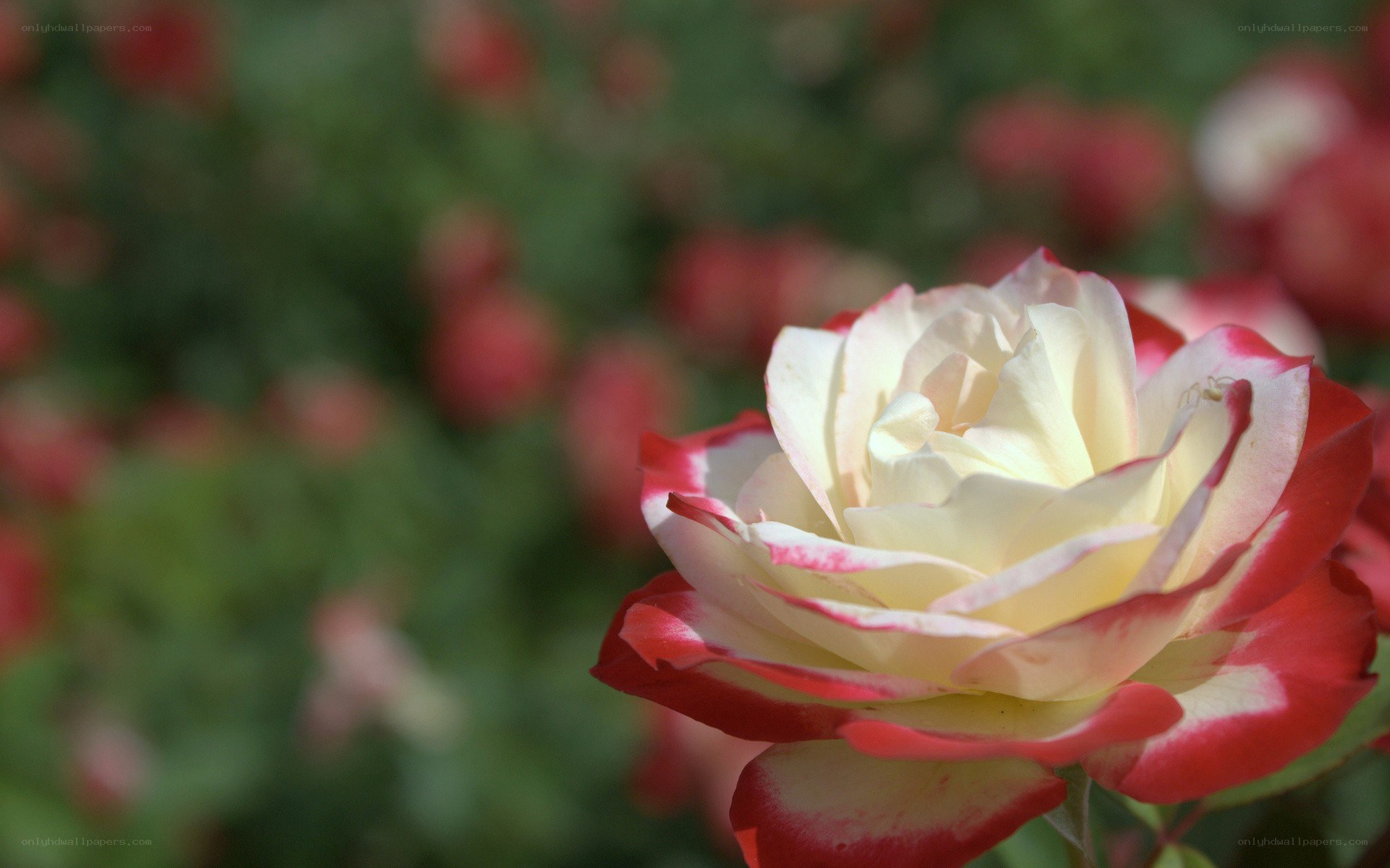 white and red rose flower