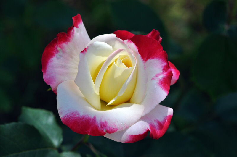 White and Red Rose