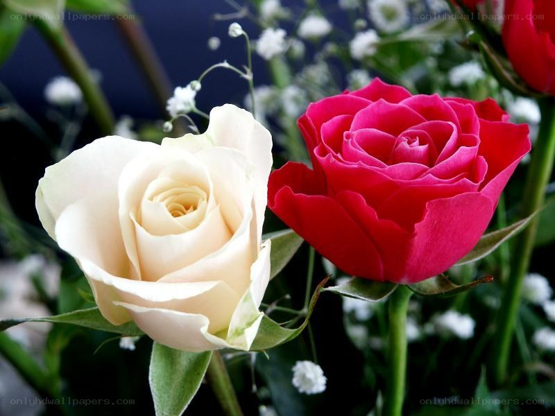 white and red roses