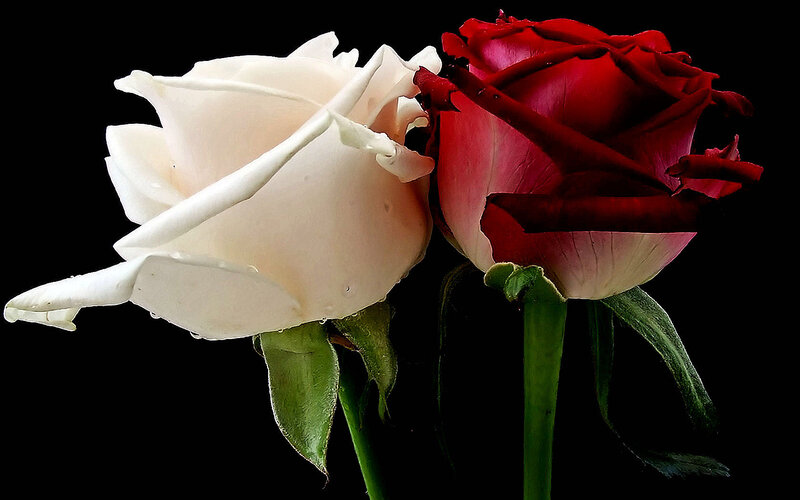 white and red roses