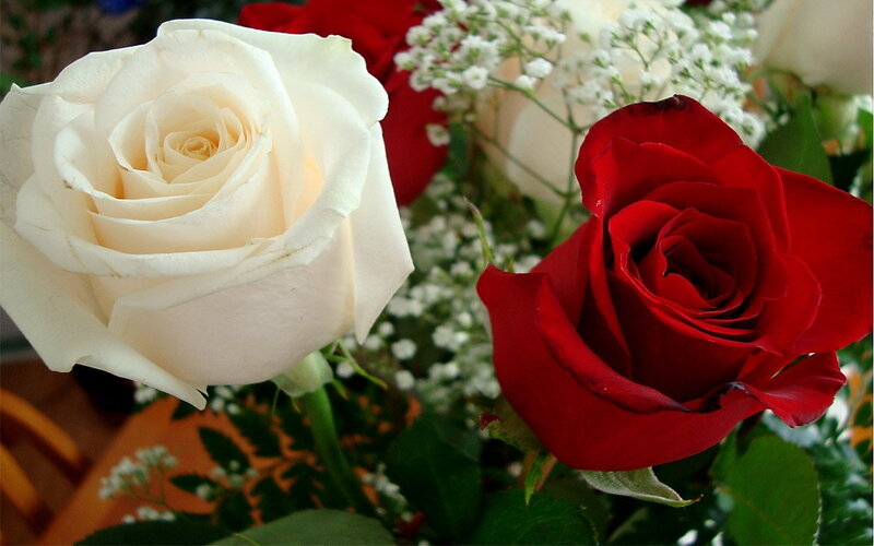 White and Red Roses — Calm, Photograph, Baby's Breath, Green Leaves