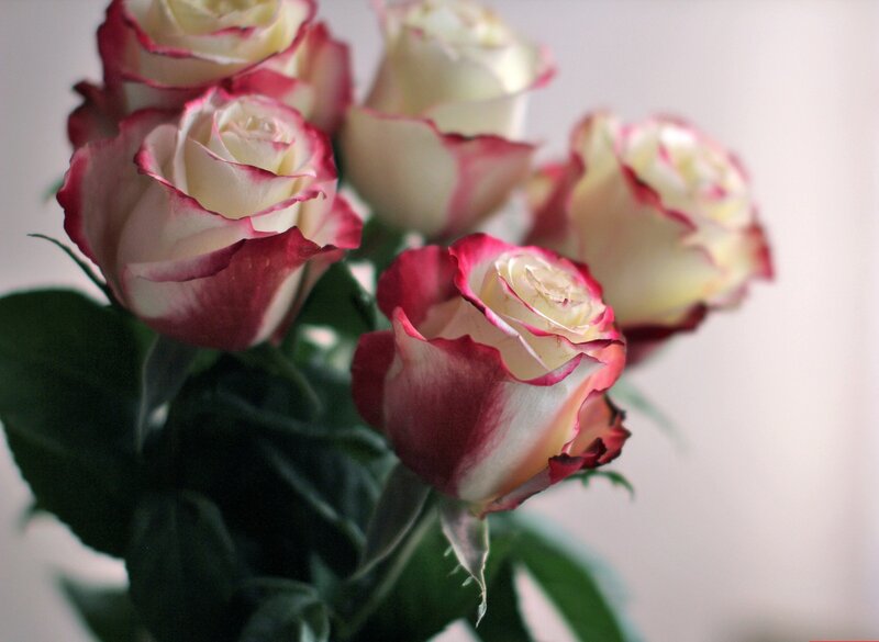 White and Red Roses — Calm, Photograph