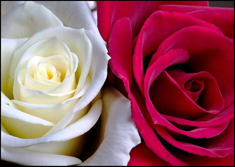 White and Red Roses — Calm