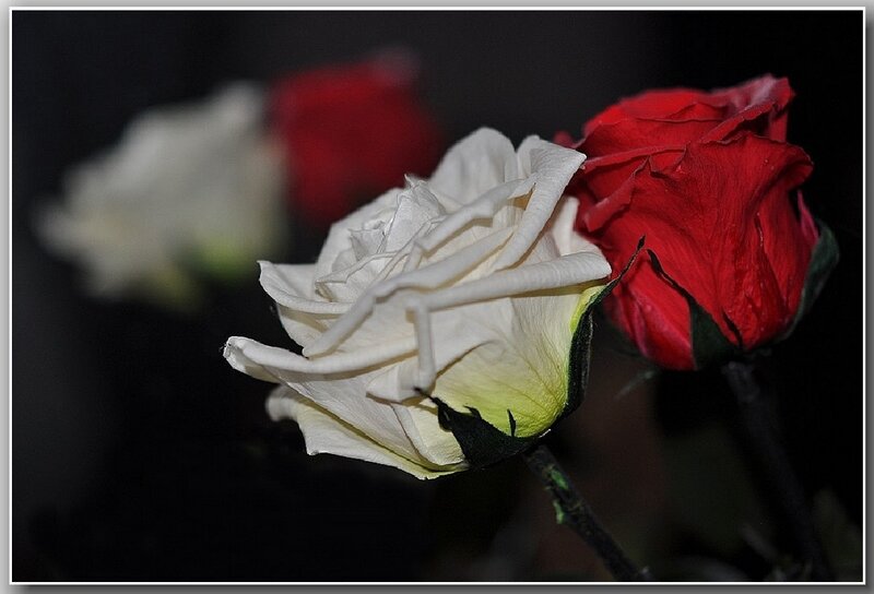 White and Red Roses — Dramatic, Night