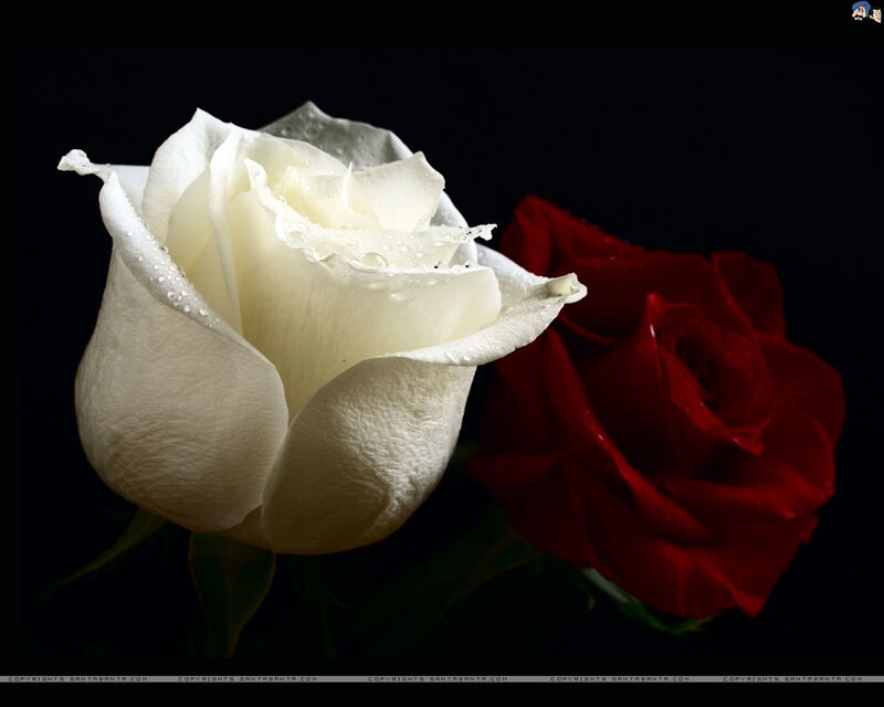 White and Red Roses — Dramatic, Photograph, Drops