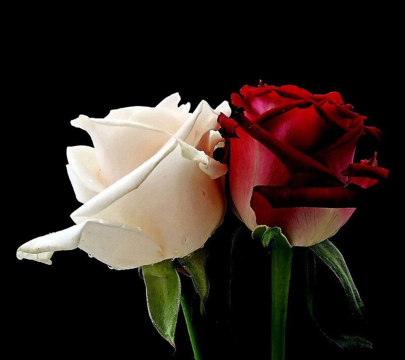 White and Red Roses — Dramatic, Photograph, Flower