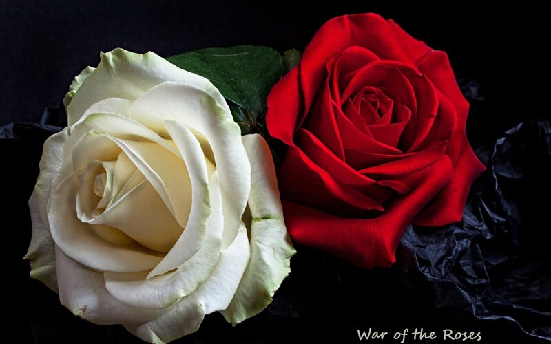 White and Red Roses — Dramatic, Photograph, Leaf