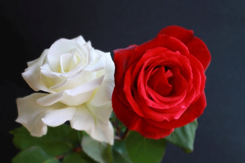 White and Red Roses — Dramatic, Photograph, Leaves