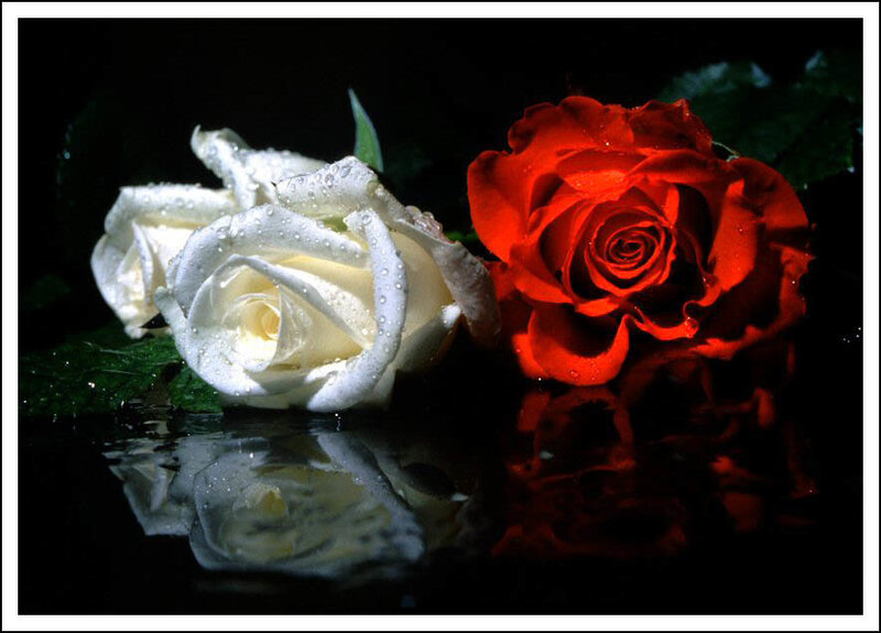 White and Red Roses — Dramatic, Photograph