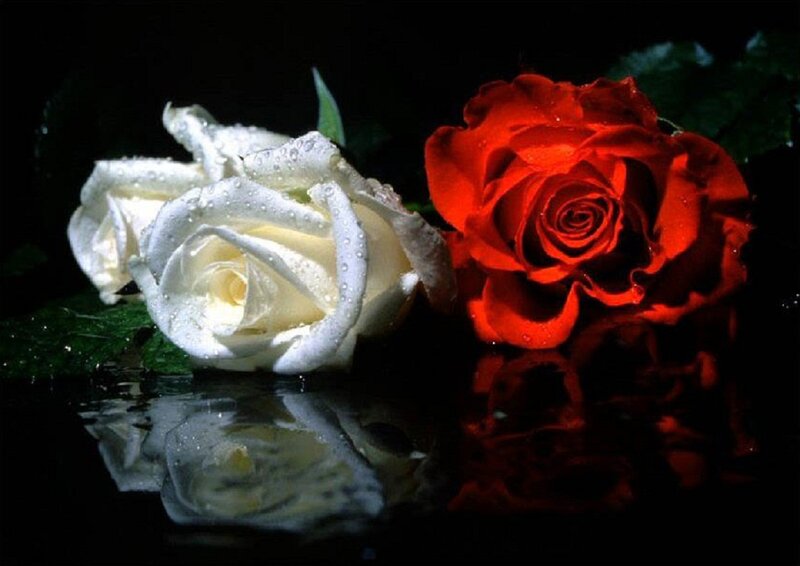 White and Red Roses — Dramatic, Photograph, Water Droplets