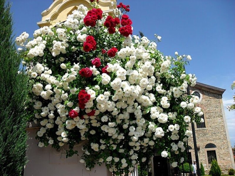 White and Red Roses — Serene, Afternoon