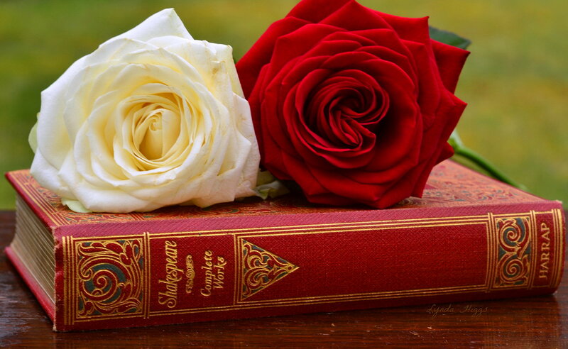 White and Red Roses — Serene, Photograph