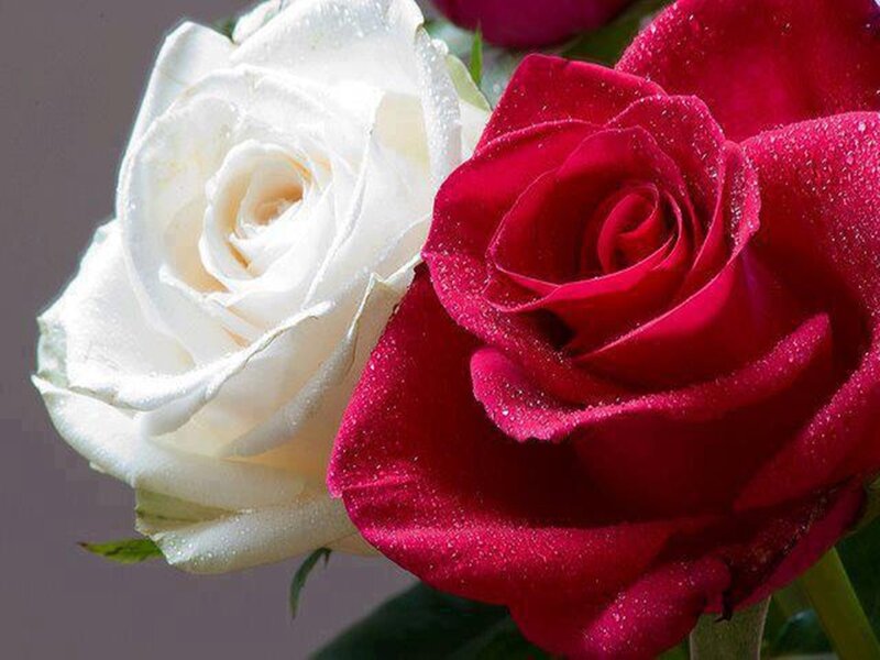 White and Red Roses — Serene