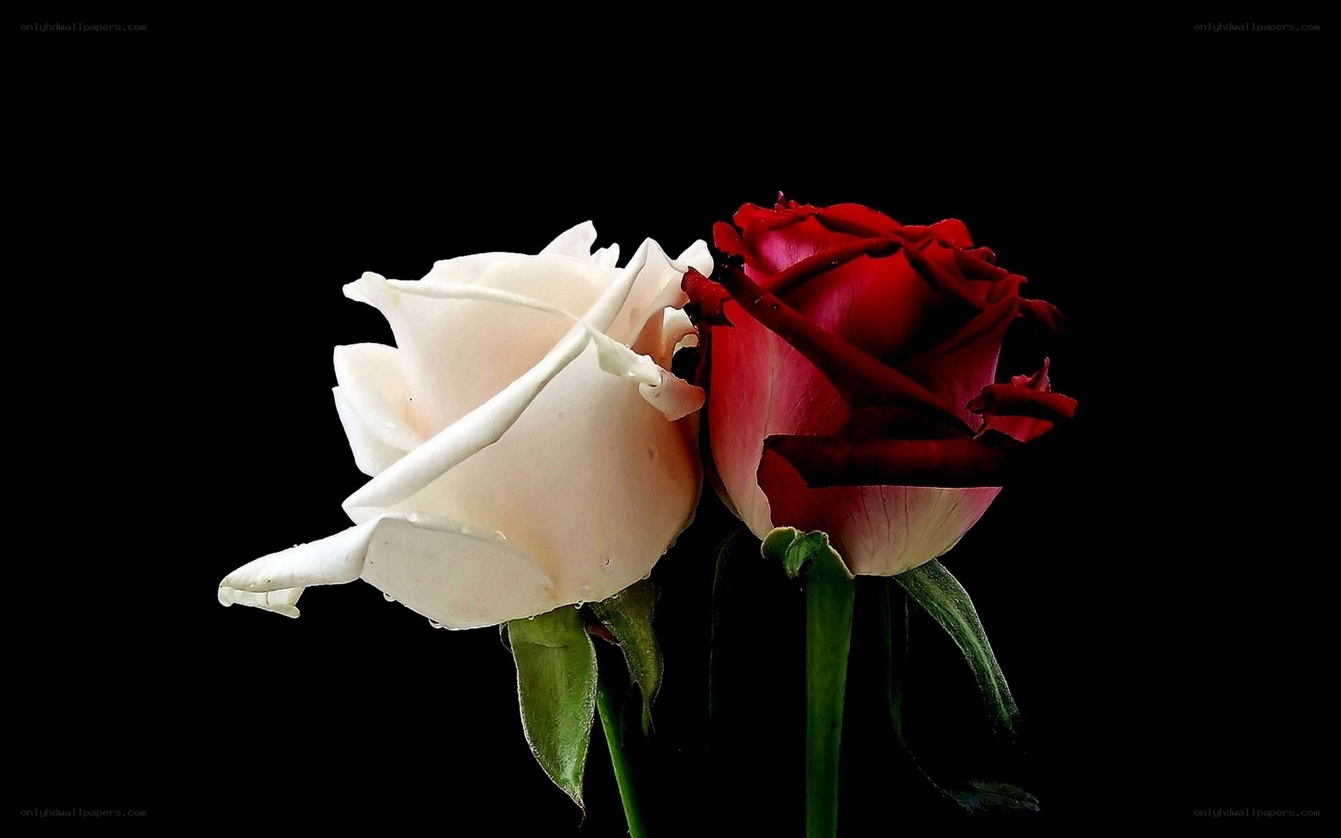 white and red roses
