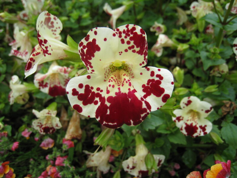 White and Red Spotted Flower